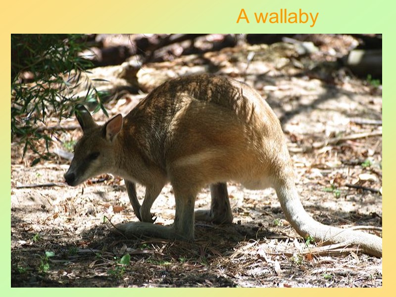 47 A wallaby